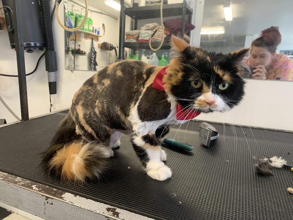 Friends Fur Life Dog & Cat Groomer | 495 Biesenthal Rd, Pembroke, ON K8A 6W7, Canada | Phone: (613) 732-5217