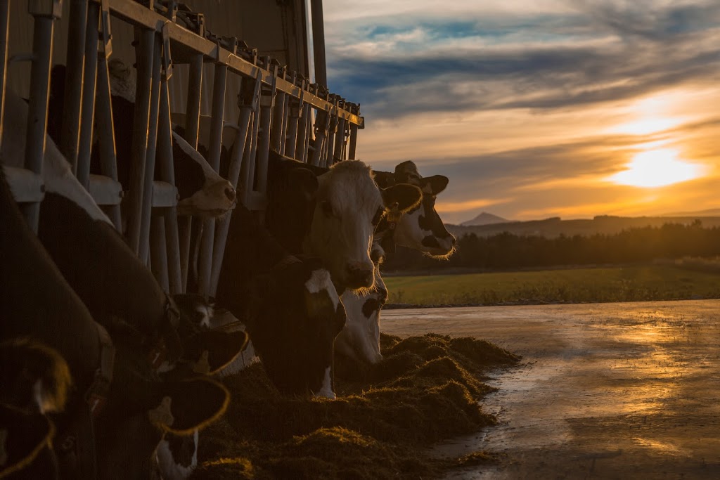 Ferme Courlin Inc. | 36 Rang Petit-Shenley, Saint-Éphrem-de-Beauce, QC G0M 1R0, Canada | Phone: (418) 484-2041
