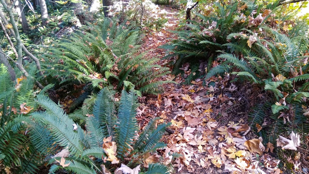 Byrne Creek Ravine Park | 6555 Byrnepark Dr, Burnaby, BC V5E 4L4, Canada | Phone: (604) 294-7450