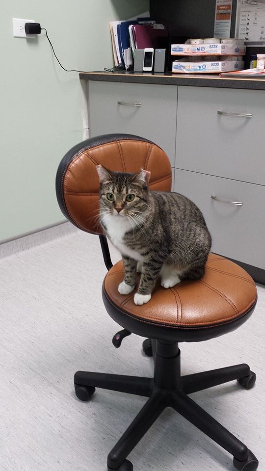 Regent Avenue Veterinary Clinic | 1600 Regent Ave W, Winnipeg, MB R2C 3B5, Canada | Phone: (204) 668-7594