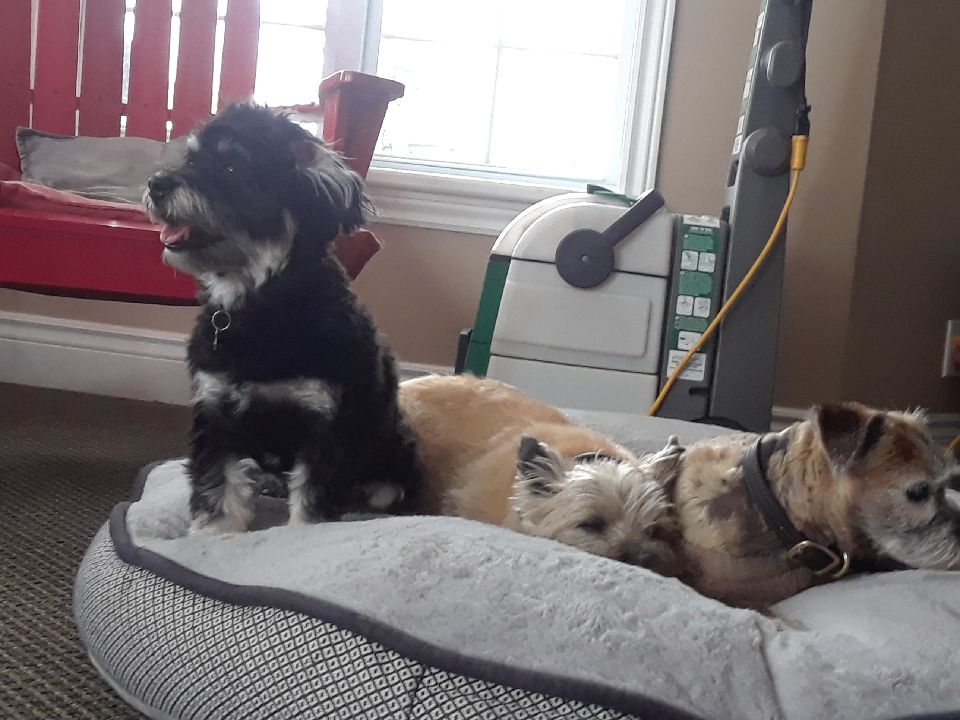 Home Away From Home Doggie Daycare | 4321 Simcoe County Rd 124, Collingwood, ON L9Y 3Z1, Canada | Phone: (705) 446-3046