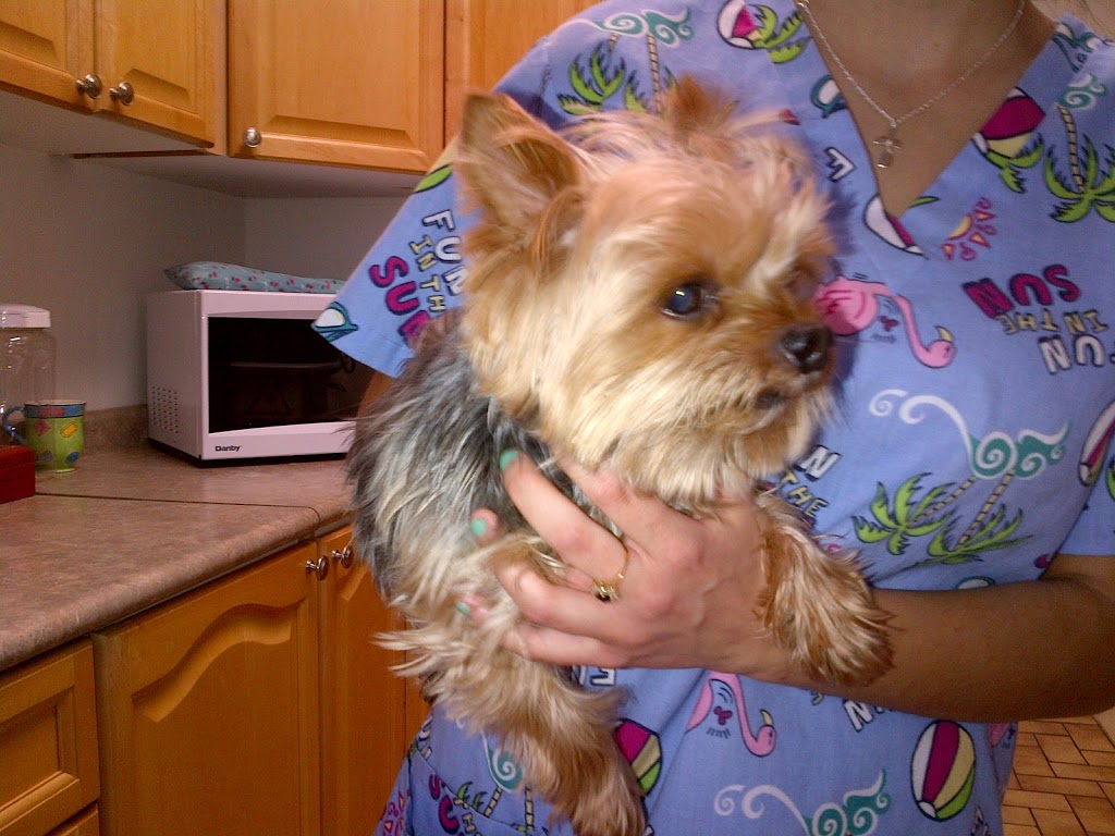 Acton Veterinary Clinic | 10 River St, Acton, ON L7J 1C1, Canada | Phone: (519) 853-1450