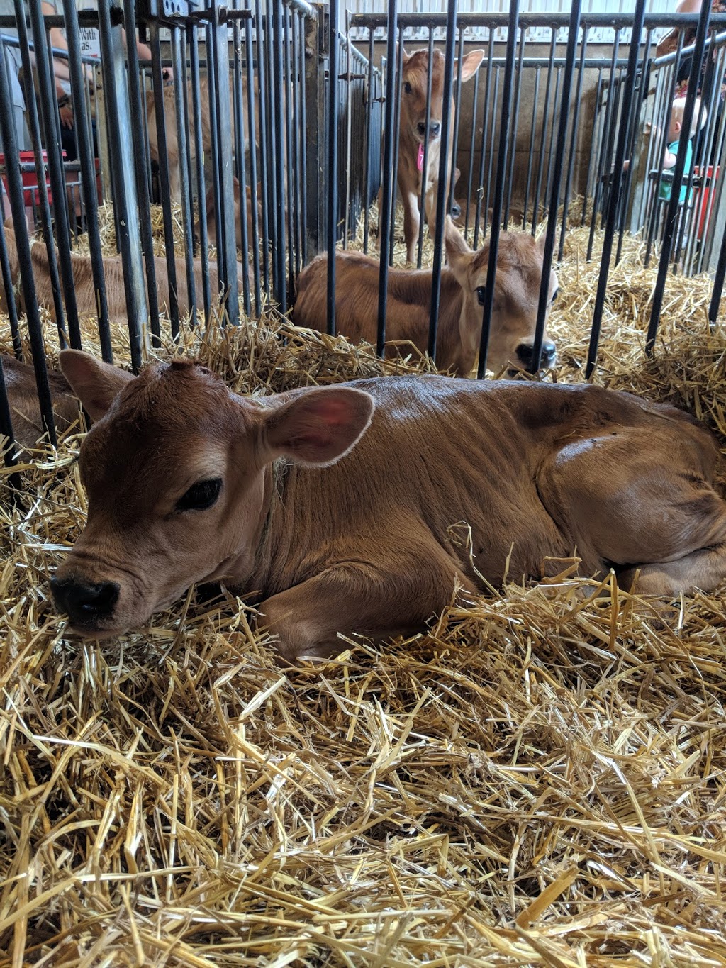 Millers Dairy | 7280 County Rd 9, Creemore, ON L0M 1G0, Canada | Phone: (705) 466-2525