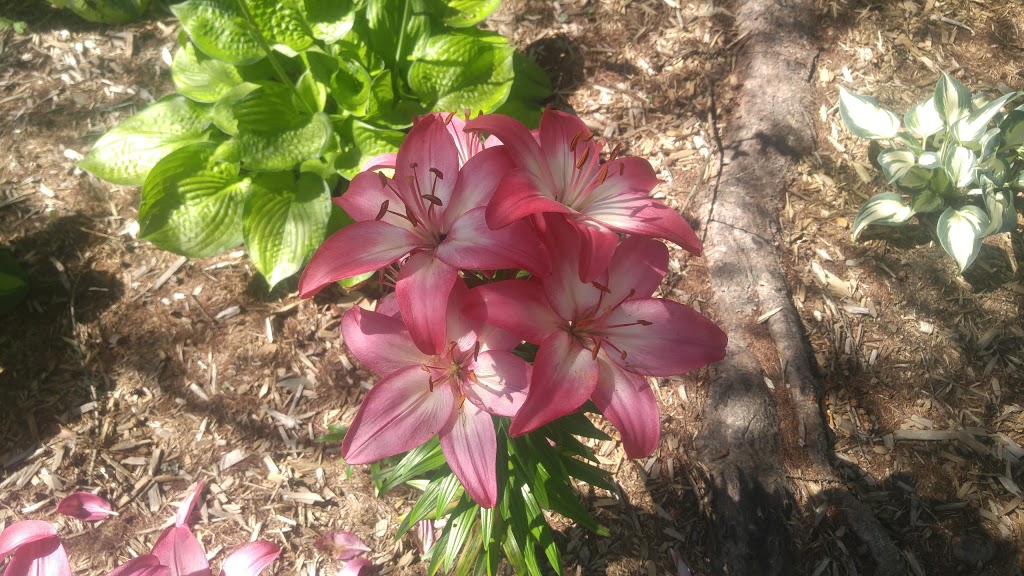 Fernands Perennial Garden | 480 QC-112, East Angus, QC J0B 1R0, Canada | Phone: (819) 832-2714