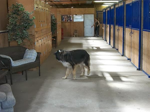 Kennel Land | 12527 Fifth Line Nass, Rockwood, ON N0B 2K0, Canada | Phone: (519) 853-9680