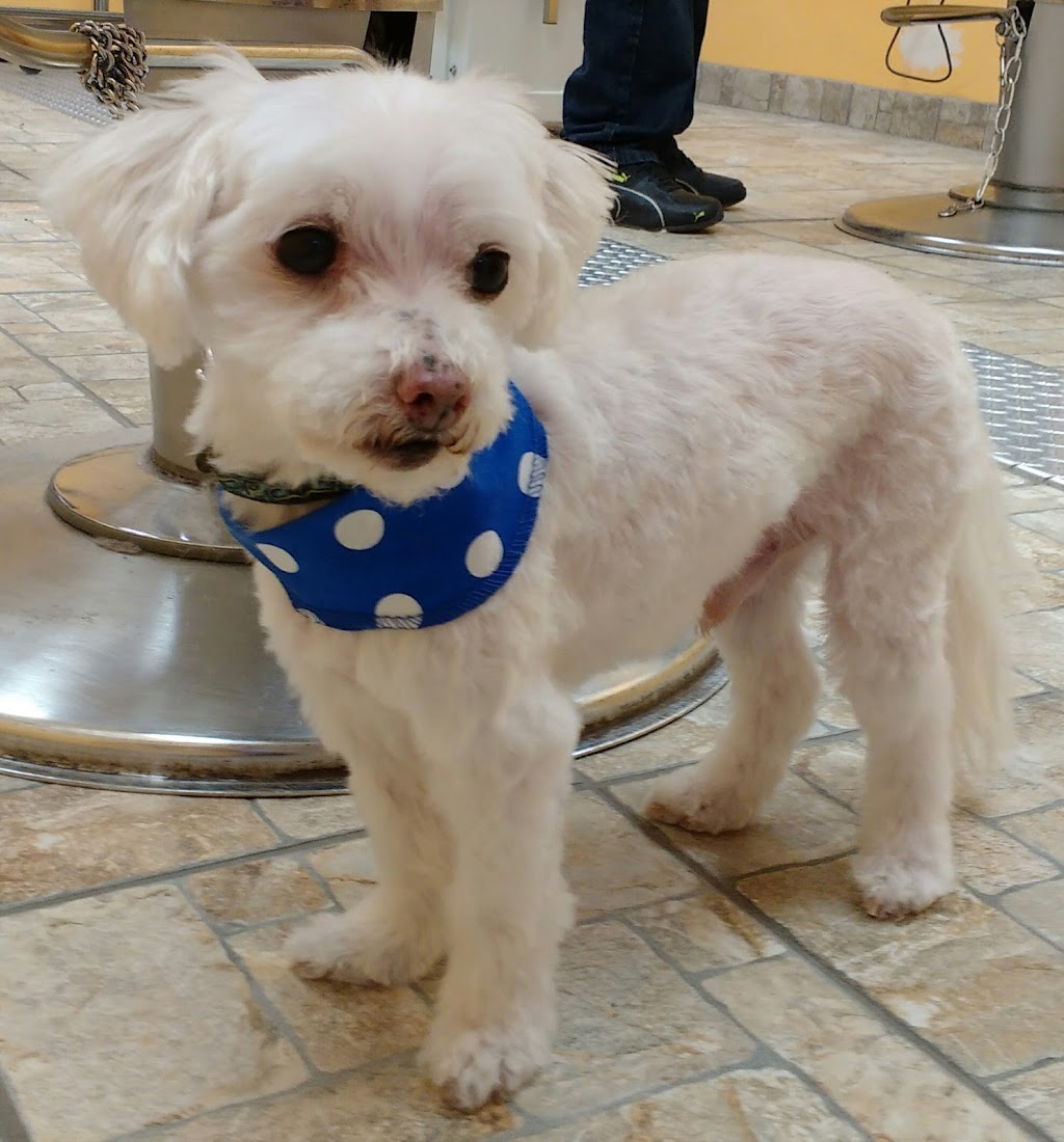 Boutique Golden Paws | 4830 Rue René-Émard, Pierrefonds, QC H9A 2Y1, Canada | Phone: (514) 620-1158