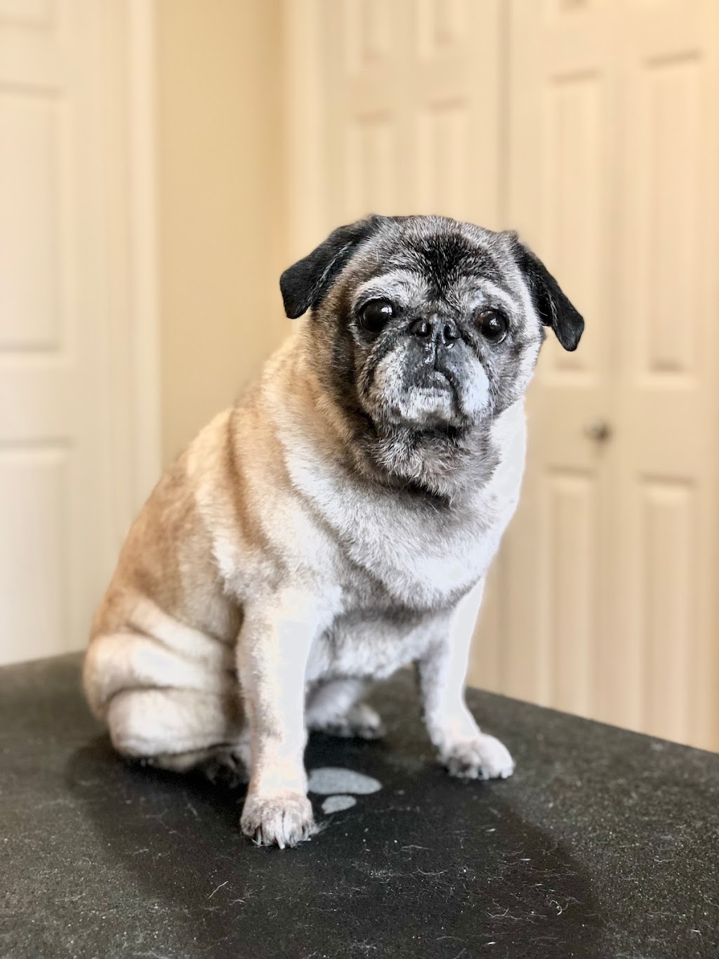 Tail-rific Dog Grooming Evanston | Evanscrest Common, Calgary, AB T3P 0R7, Canada | Phone: (403) 401-2938