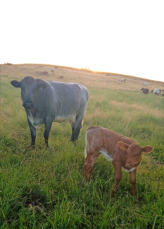 Bownick Farm | 145 Chem. Flanders, Waterville, QC J0B 3H0, Canada | Phone: (819) 837-0573