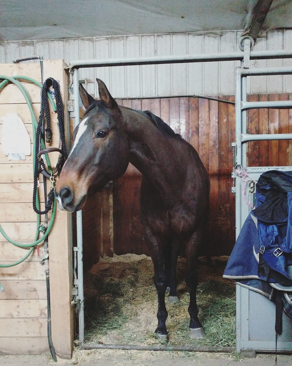 Bow Canyon Equestrian | 21825 Macleod Trail SE, De Winton, AB T0L 0X0, Canada | Phone: (403) 461-9487