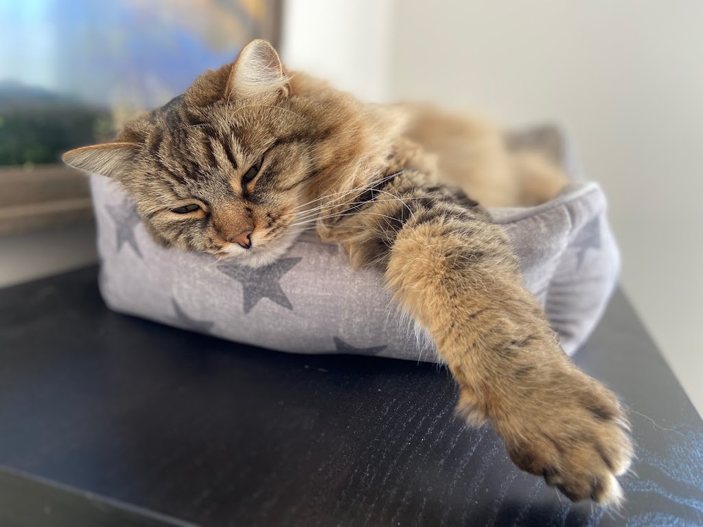 Pet Connection Pet Grooming | 1662 Valleyview Dr, Kamloops, BC V2C 4B5, Canada | Phone: (250) 372-3800