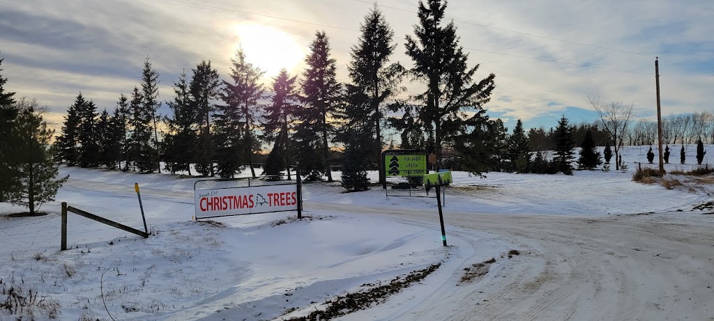 Fir Ever Green Tree Farm | Range Rd 272, Falun, AB T0C 1H0, Canada | Phone: (780) 352-4368
