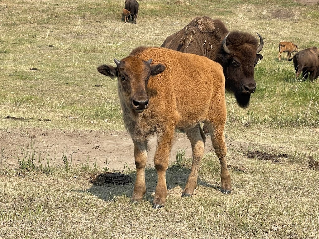 Tumbleweed Bison | Range Rd 250, Buoyant, AB T0M 1Y0, Canada | Phone: (403) 546-2542
