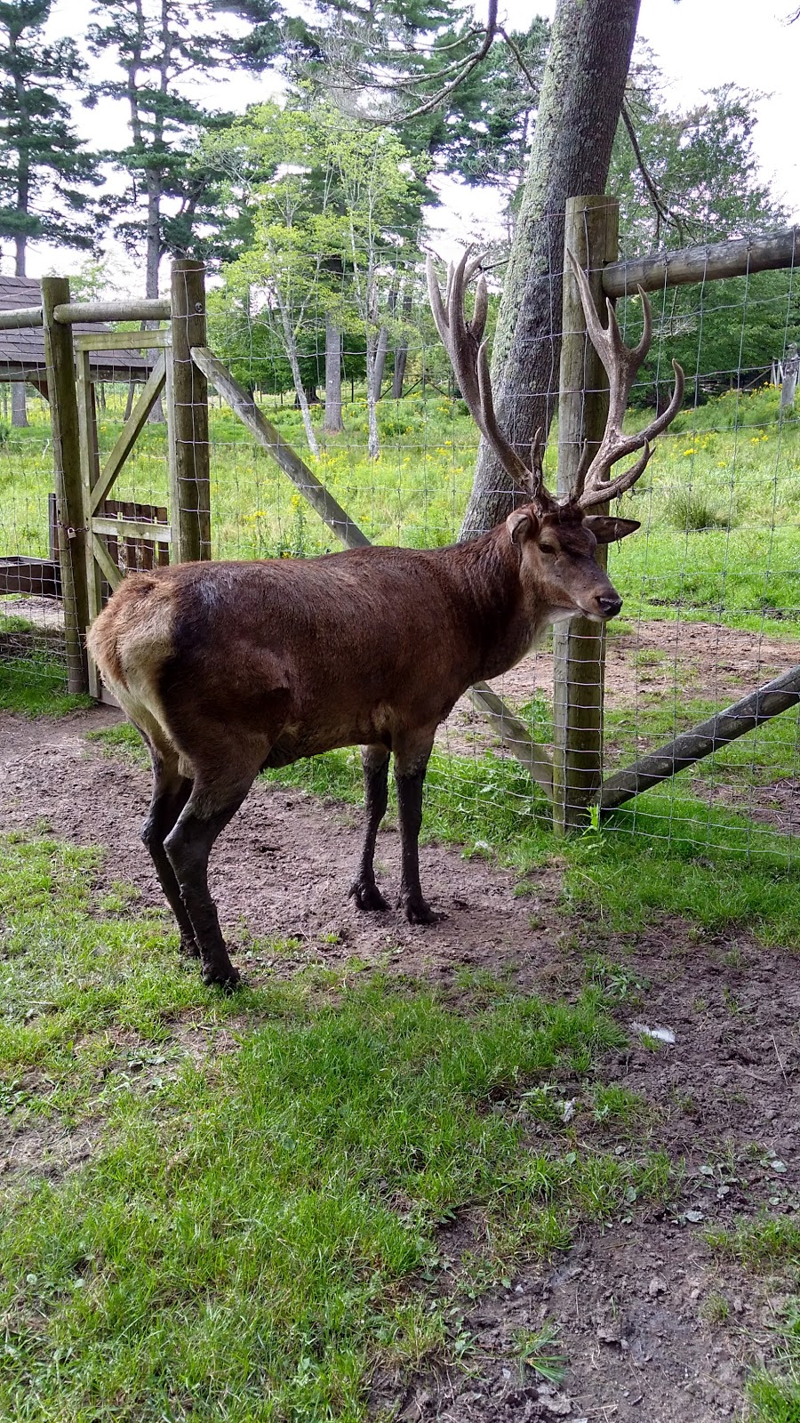 Shubenacadie Provincial Wildlife Park | 149 Creighton Rd, Shubenacadie, NS B0N 2H0, Canada | Phone: (902) 758-2040