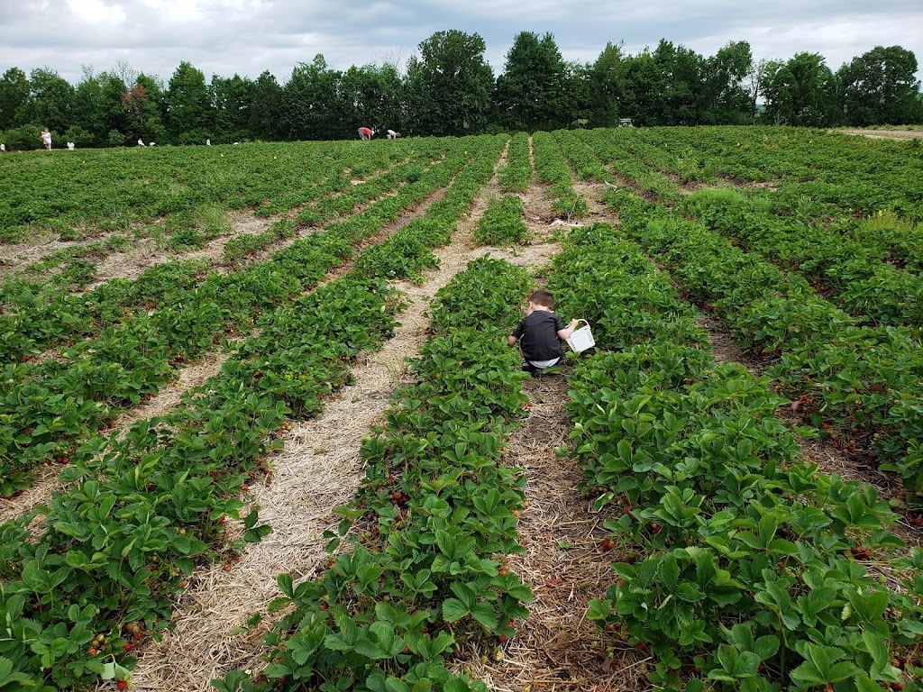 Fruition Berry Farm | 3208 Hughes Rd, Kingston, ON K7L 4V3, Canada | Phone: (613) 548-3378