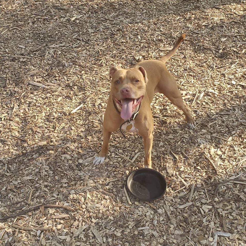 Red Barn Pet Resort | 994448 Mono Adjala Townline, Mono, ON L9W 6H6, Canada | Phone: (705) 435-1221