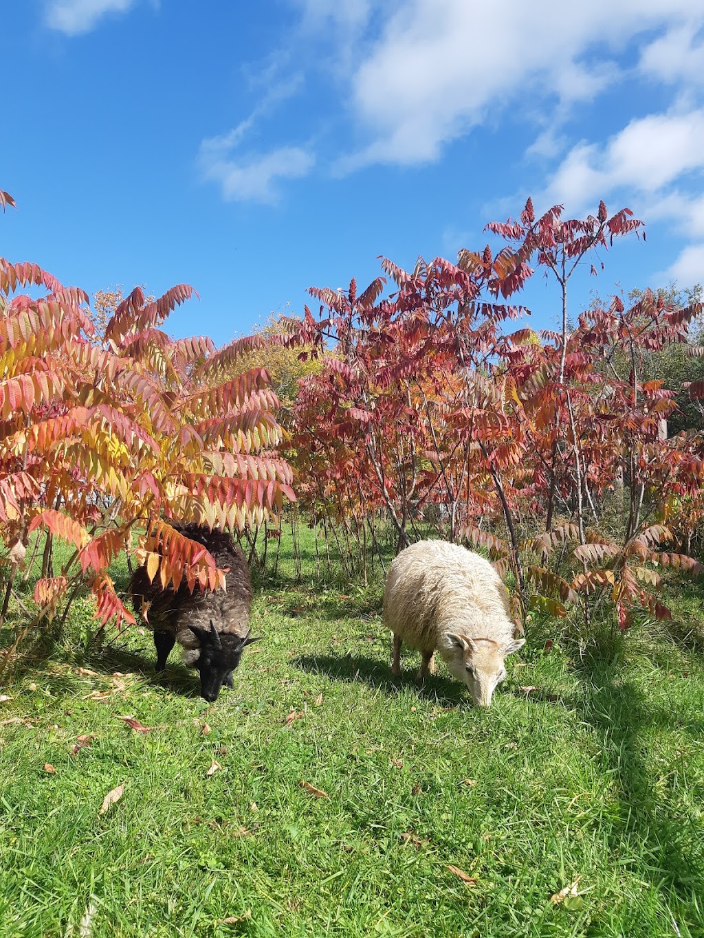 Austins All Natural Farm | 2718 NB-106, Boundary Creek, NB E1G 4M6, Canada | Phone: (506) 233-5372