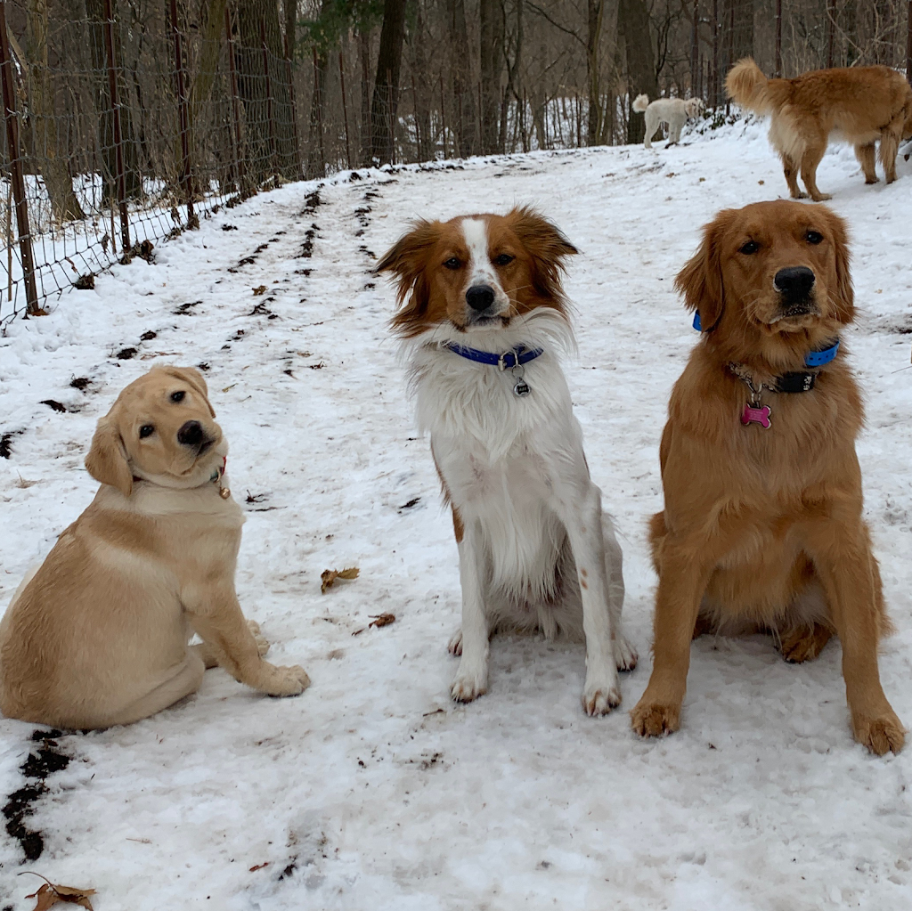 Islington Village Animal Hospital | 3852 Bloor St W, Etobicoke, ON M9B 1L1, Canada | Phone: (647) 347-2299