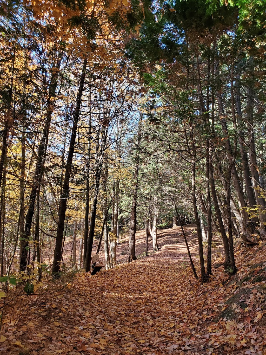 La cèdrière Le Mont Saint-Joseph | 26-2 Rue de la Grotte, Saint-André-Avellin, QC J0V 1W0, Canada