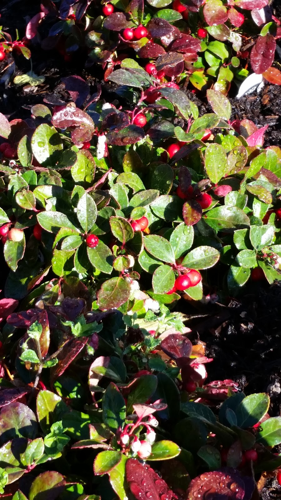 Don & Annas Greenhouses | 31 Ashnola Rd, Keremeos, BC V0X 1N1, Canada | Phone: (250) 499-5785