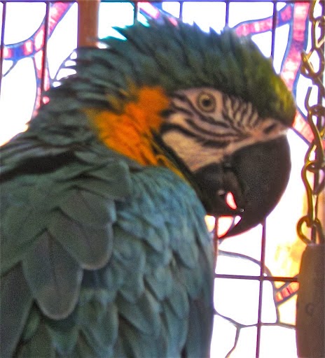 SweetWings Aviary Bird & Parrot Hotel | 6347 Bowview Rd NW, Calgary, AB T3B 4L9, Canada | Phone: (403) 831-8485