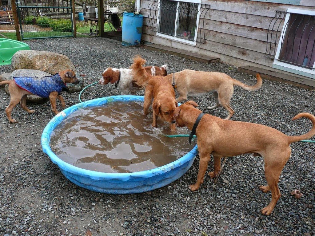 Island Canine Care | 4159 Cowichan Lake Rd, Duncan, BC V9L 6G8, Canada | Phone: (250) 715-8667