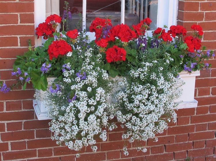 Kennedy Greenhouses | 11574 Kennedy Rd, Markham, ON L6C 1P3, Canada | Phone: (905) 887-1130