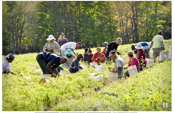 Les Vallons maraîchers | 440 Chem. de Hyatts Mills, Compton, QC J0B 1L0, Canada | Phone: (819) 849-2652