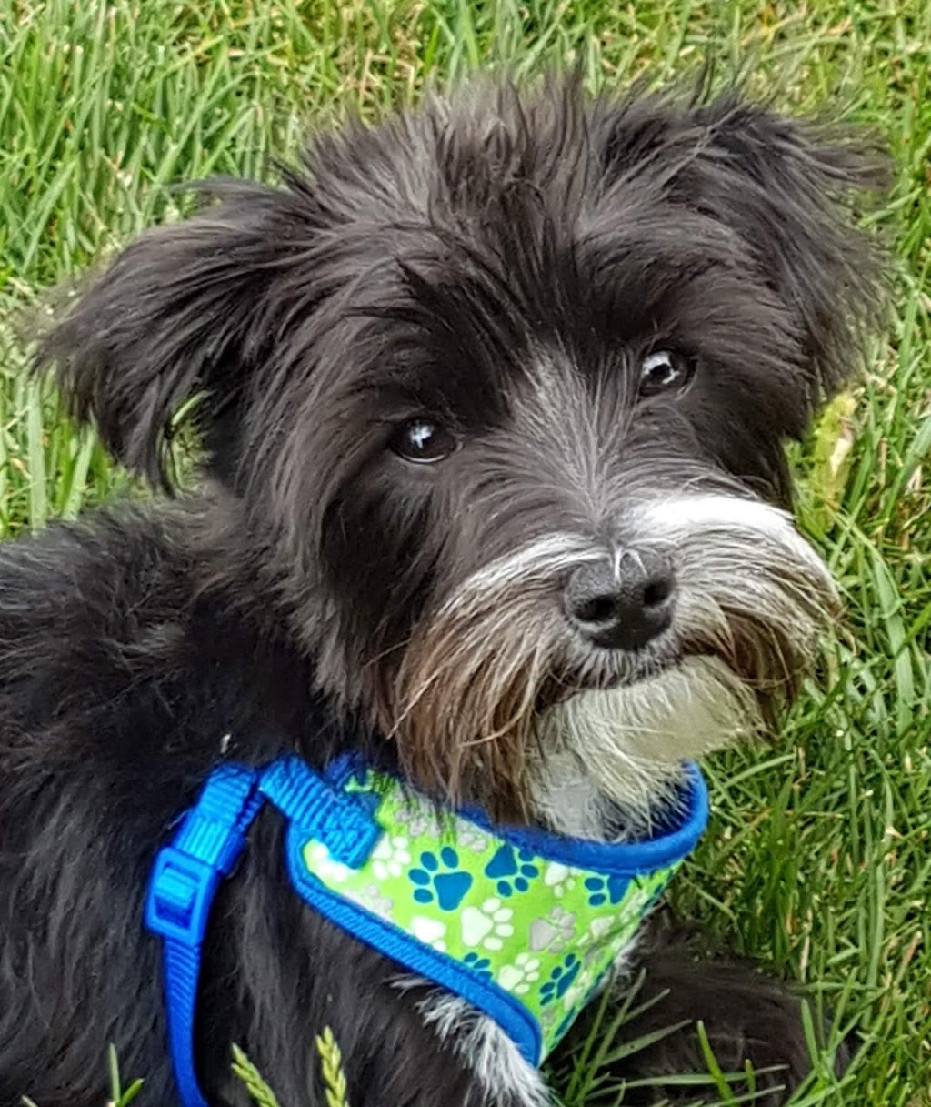 Smallpaws Bigpaws | 1180 Dorval Dr Unit 205, Oakville, ON L6M 3G1, Canada | Phone: (289) 259-9997