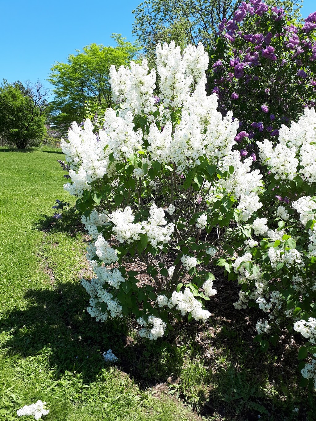 Centennial Lilac Garden | 14004 Niagara Pkwy, Niagara Falls, ON L2E, Canada