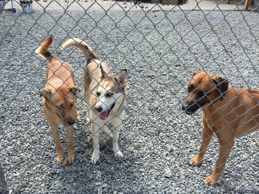 Happy Hound Dog Grooming Dog Daycare | 4408 Boban Dr, Nanaimo, BC V9T 5V9, Canada | Phone: (250) 756-0340