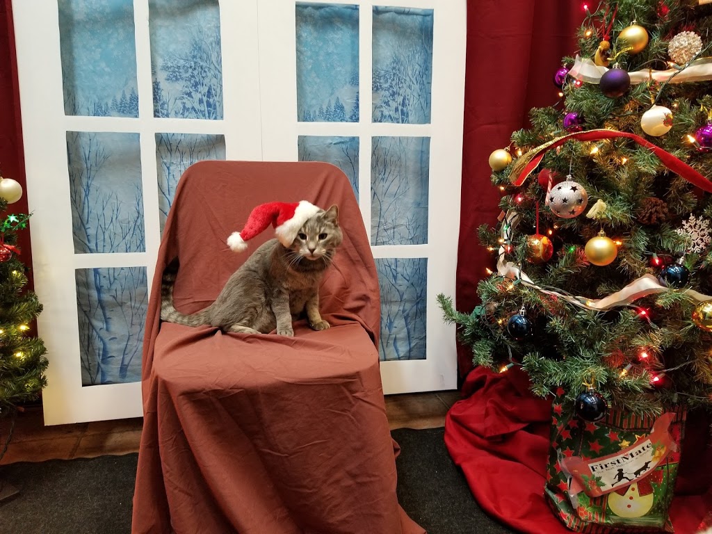Van Pet Food, Supplies and Grooming - Burnaby | 4111 Hastings St, Burnaby, BC V5C 2J3, Canada | Phone: (604) 294-8933