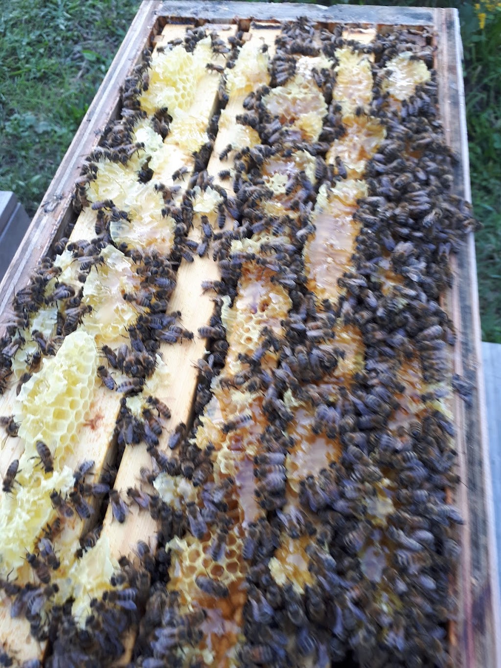 4thlinehoney | 96070 4 Line SW, Melancthon, ON L9V 2B9, Canada | Phone: (647) 216-7084