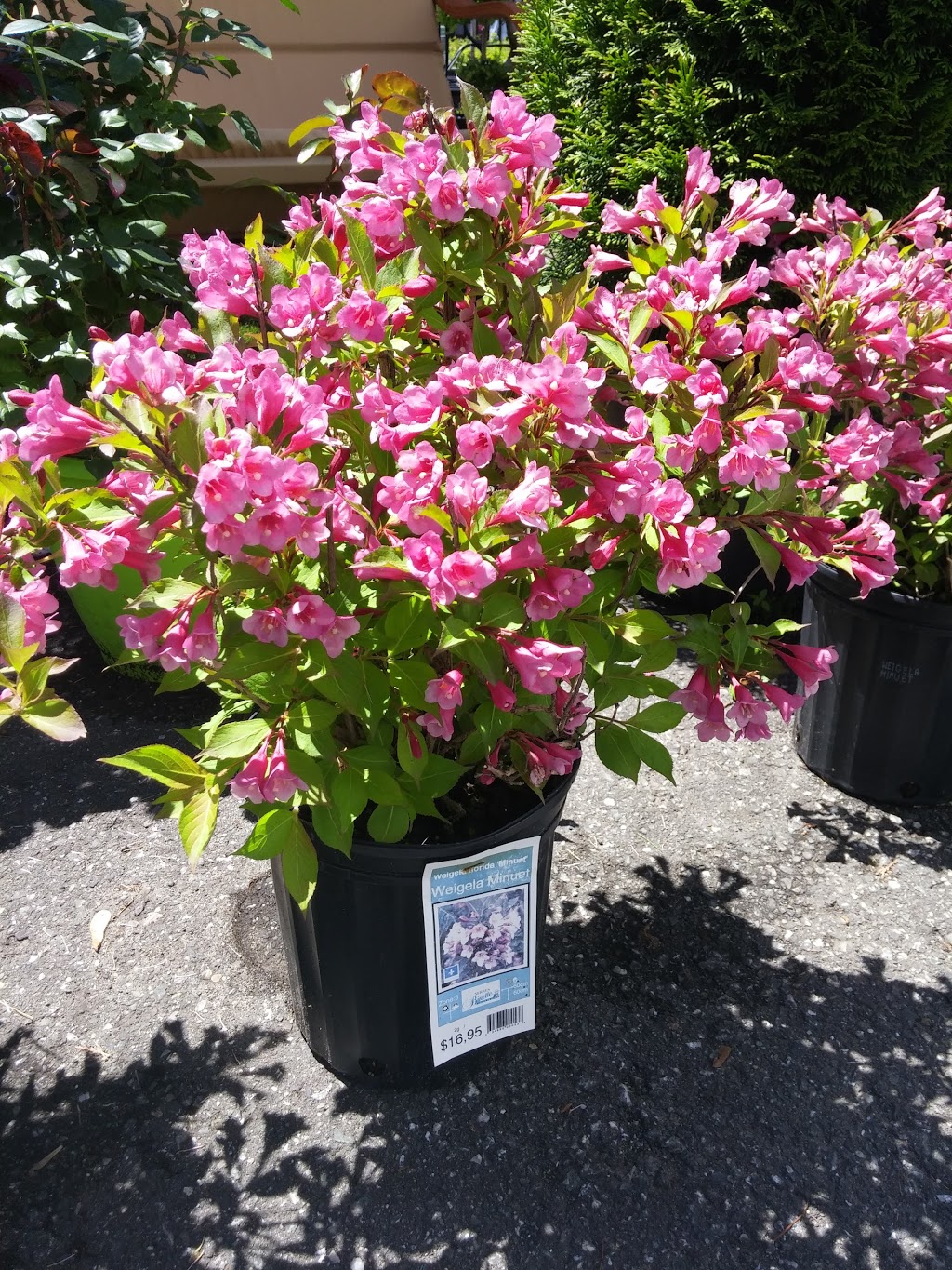 Binette Inc. greenhouses. | 2568 Boulevard Mercure, Saint-Nicéphore, QC J2A 1H2, Canada | Phone: (819) 478-7195