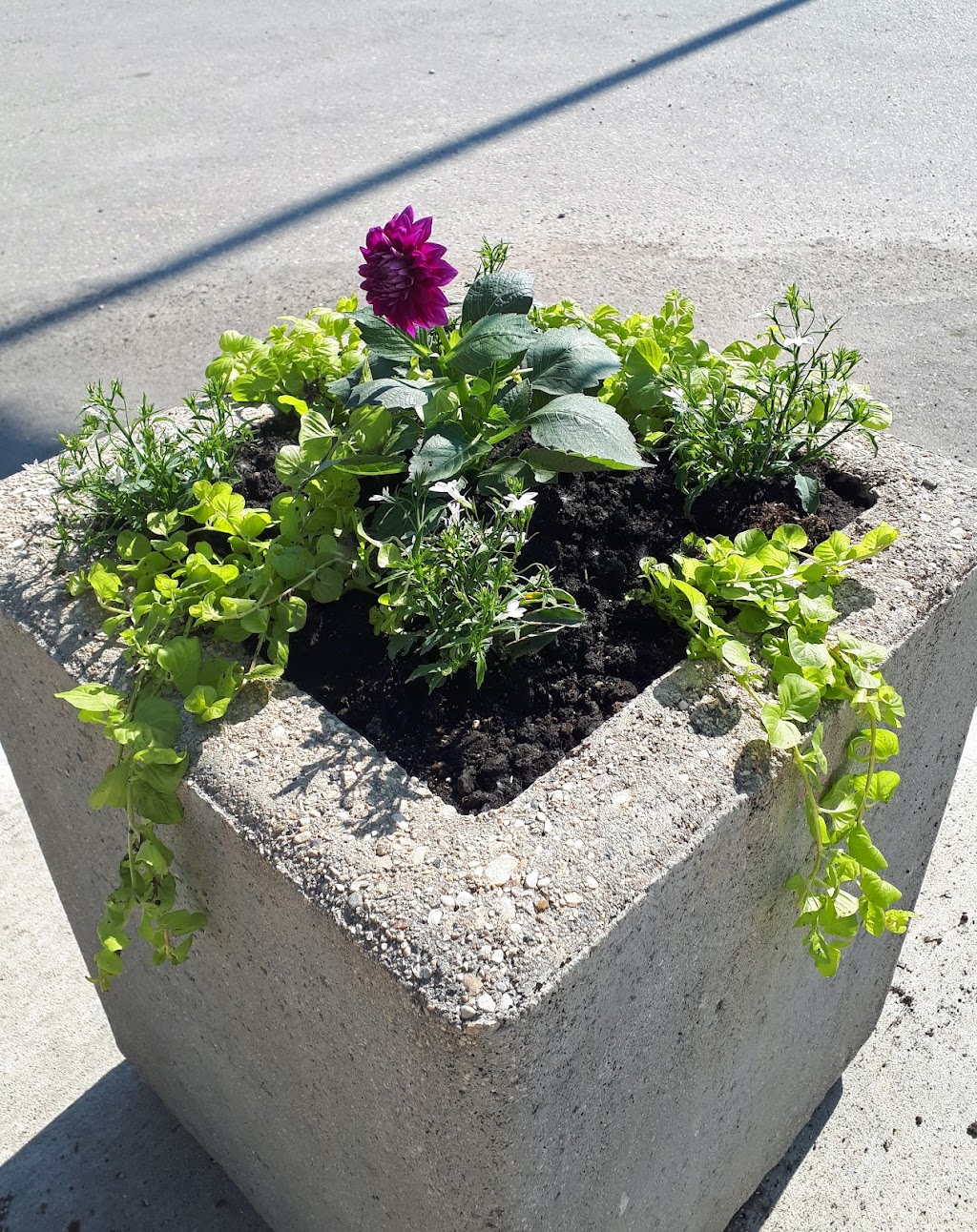 Go-Green Lawn & Landscaping Inc. | 39174 Hwy 1 (south service road, Portage la Prairie, MB R1N 3N9, Canada | Phone: (204) 857-4000