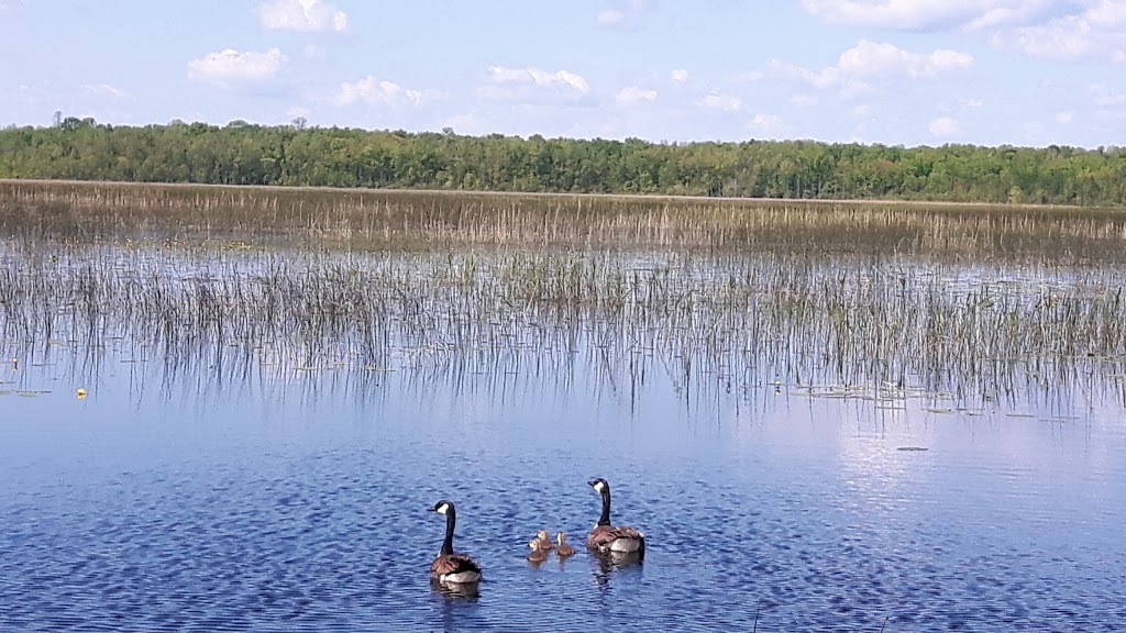 Tiny Marsh Provincial Wildlife Area | 500 Tiny Flos Townline, Elmvale, ON L0L 1P0, Canada | Phone: (705) 322-2200