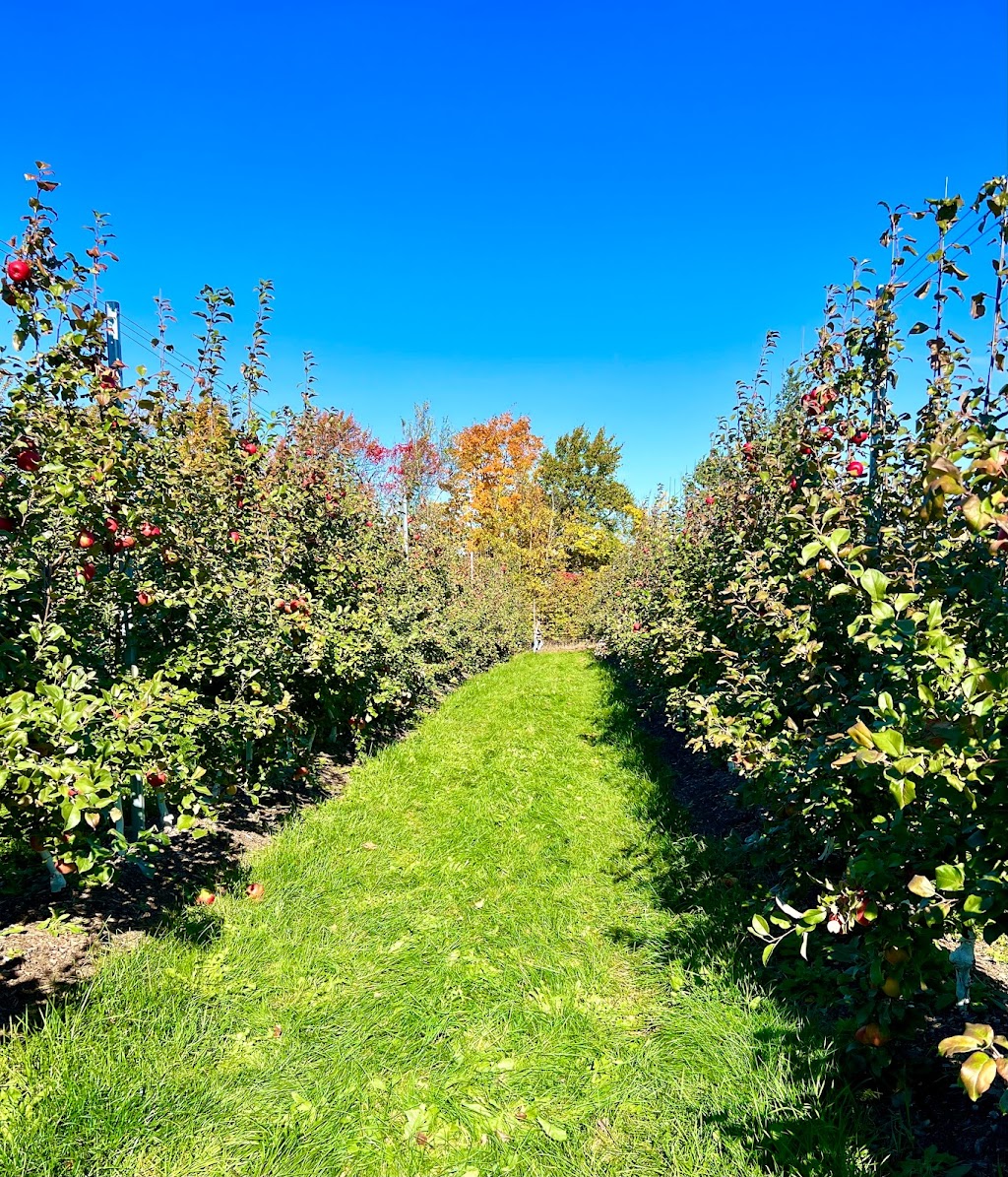 Irishview Estates Apple Orchard | 2480 NB-115, Irishtown, NB E1H 2M1, Canada | Phone: (506) 384-0294