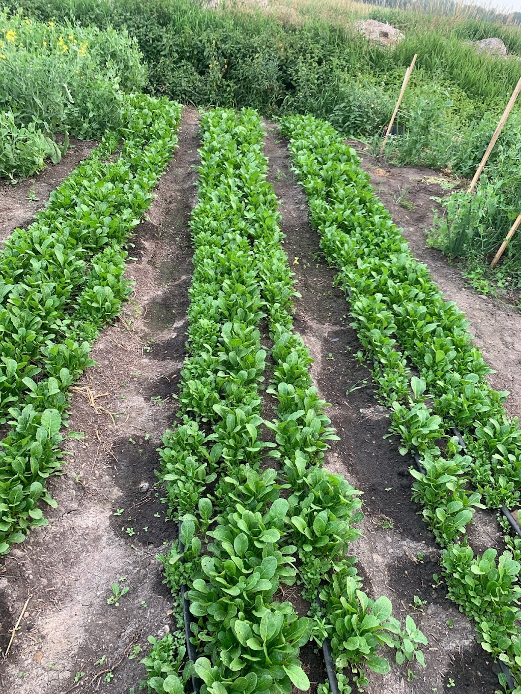 Spring Field Farm 春田农场 | 50367 Range Road 265, AB T9G 0K5, Canada | Phone: (780) 200-1379