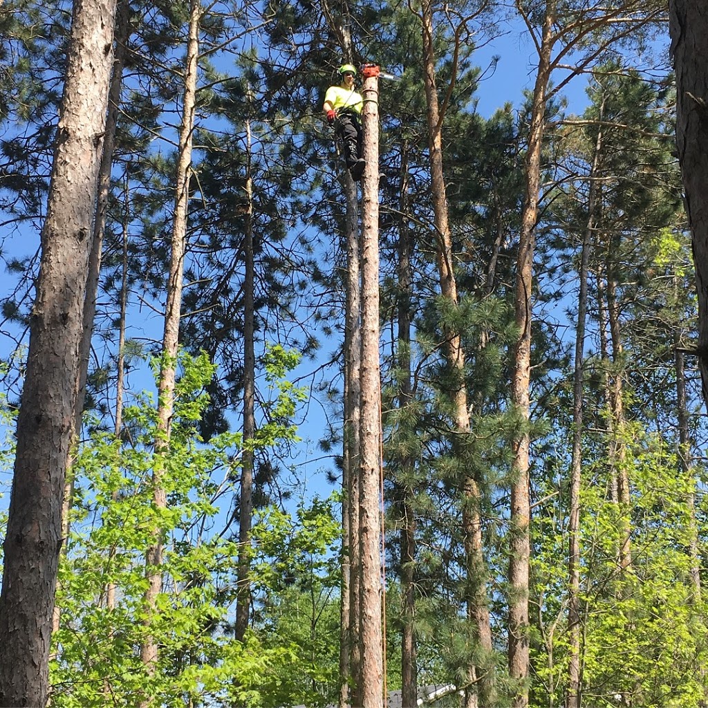 Axe & Wedge Tree Works | 200 Concession Rd 8 E, Tiny, ON L0L 2J0, Canada | Phone: (705) 540-0760
