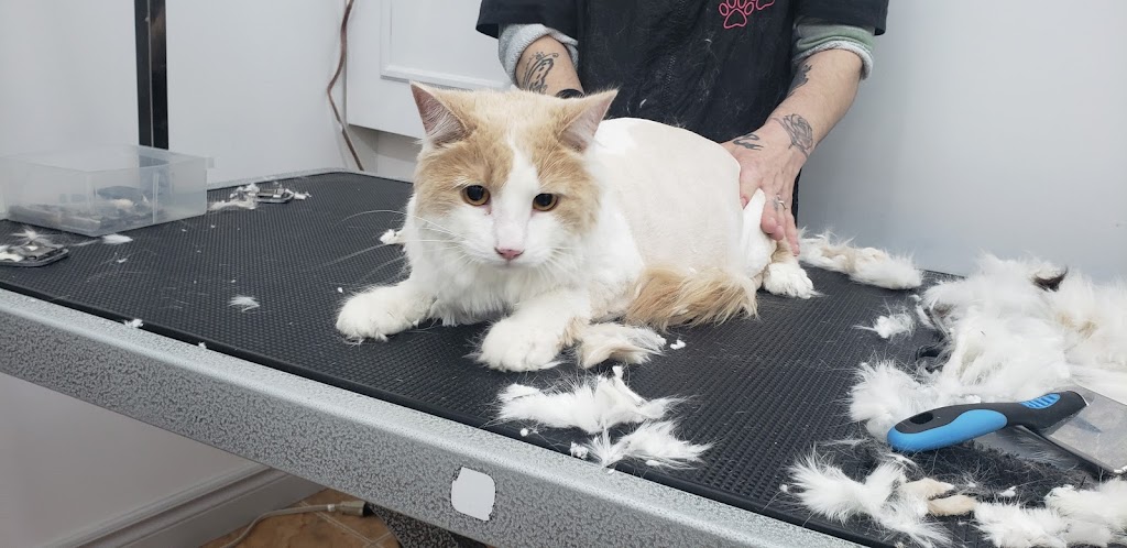 Toilettage O Chien Sale | 4575 QC-125, Rawdon, QC J0K 1S0, Canada | Phone: (514) 710-3267