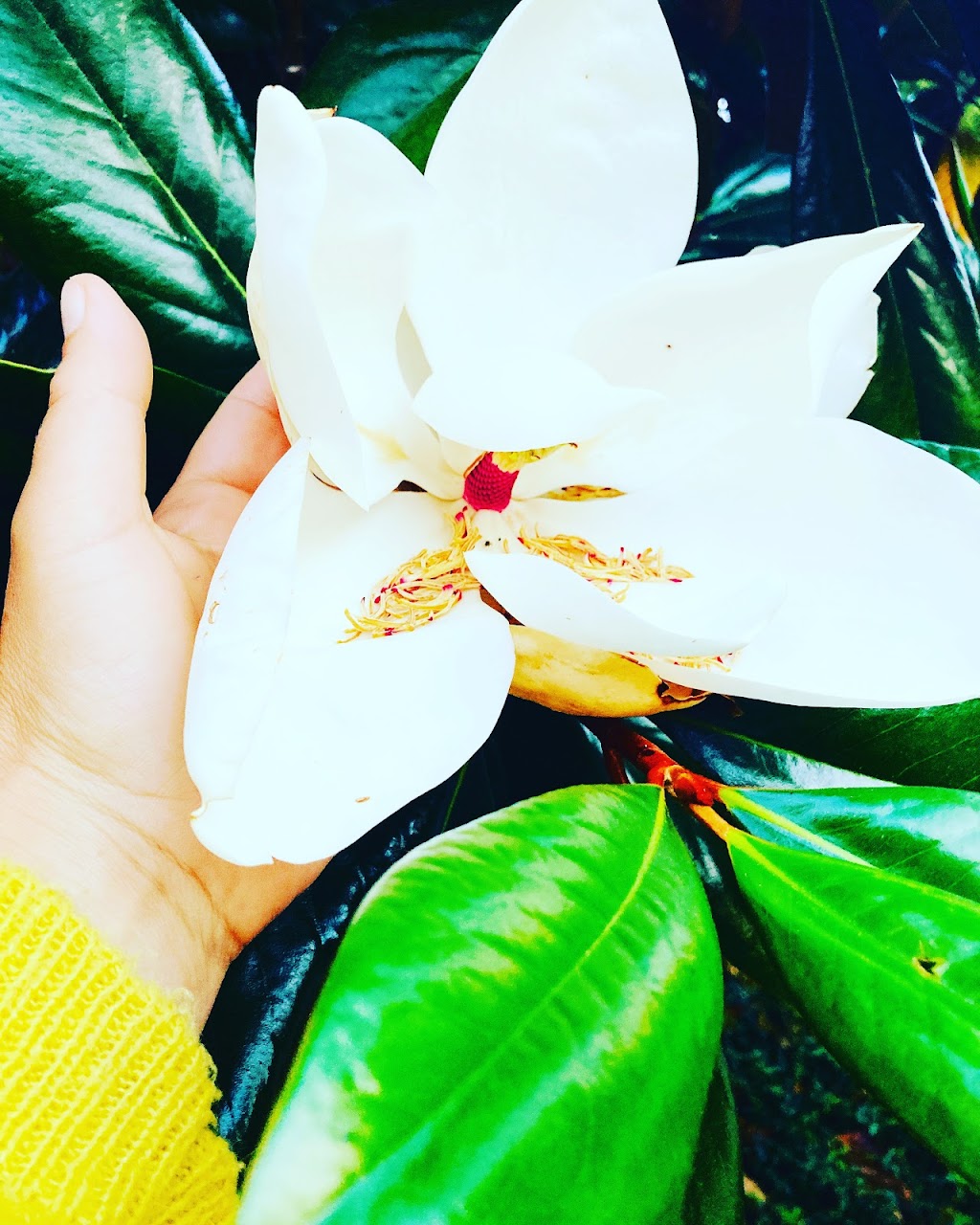 Amberspirithealing.com | 2590 Austin Ave, Coquitlam, BC V3K 5X4, Canada | Phone: (604) 802-7982