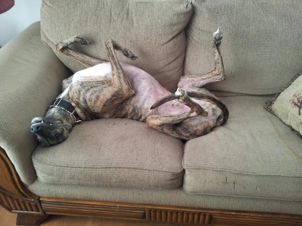 Maritime Greyhound Adoption Program | 924 Shediac Rd, Moncton, NB E1A 5X7, Canada | Phone: (506) 384-0000