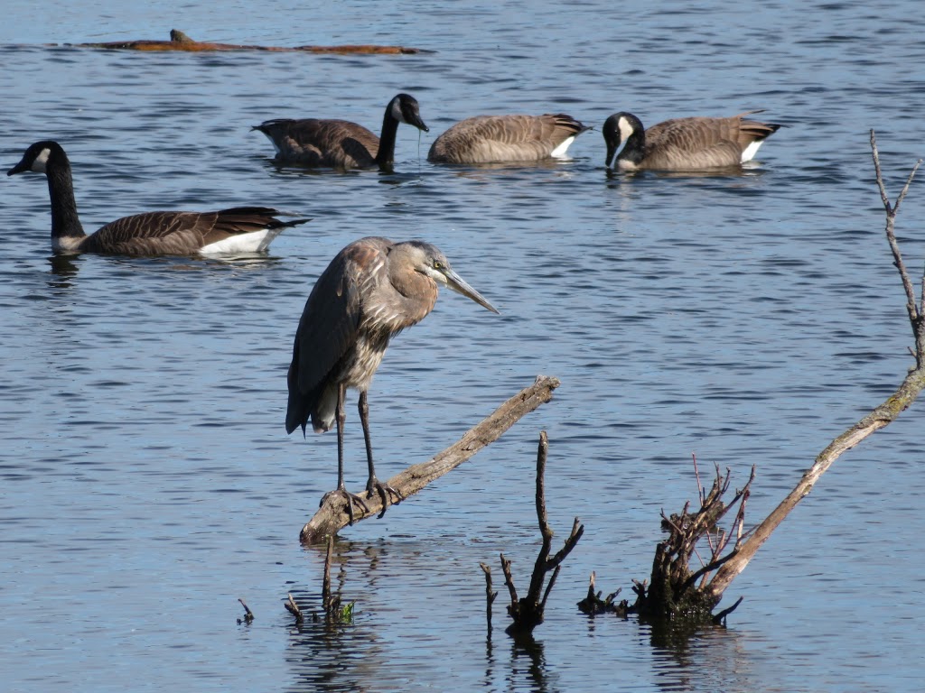 Laurentian Wetlands | 20 David Bergey Dr, Kitchener, ON N2E 4H7, Canada