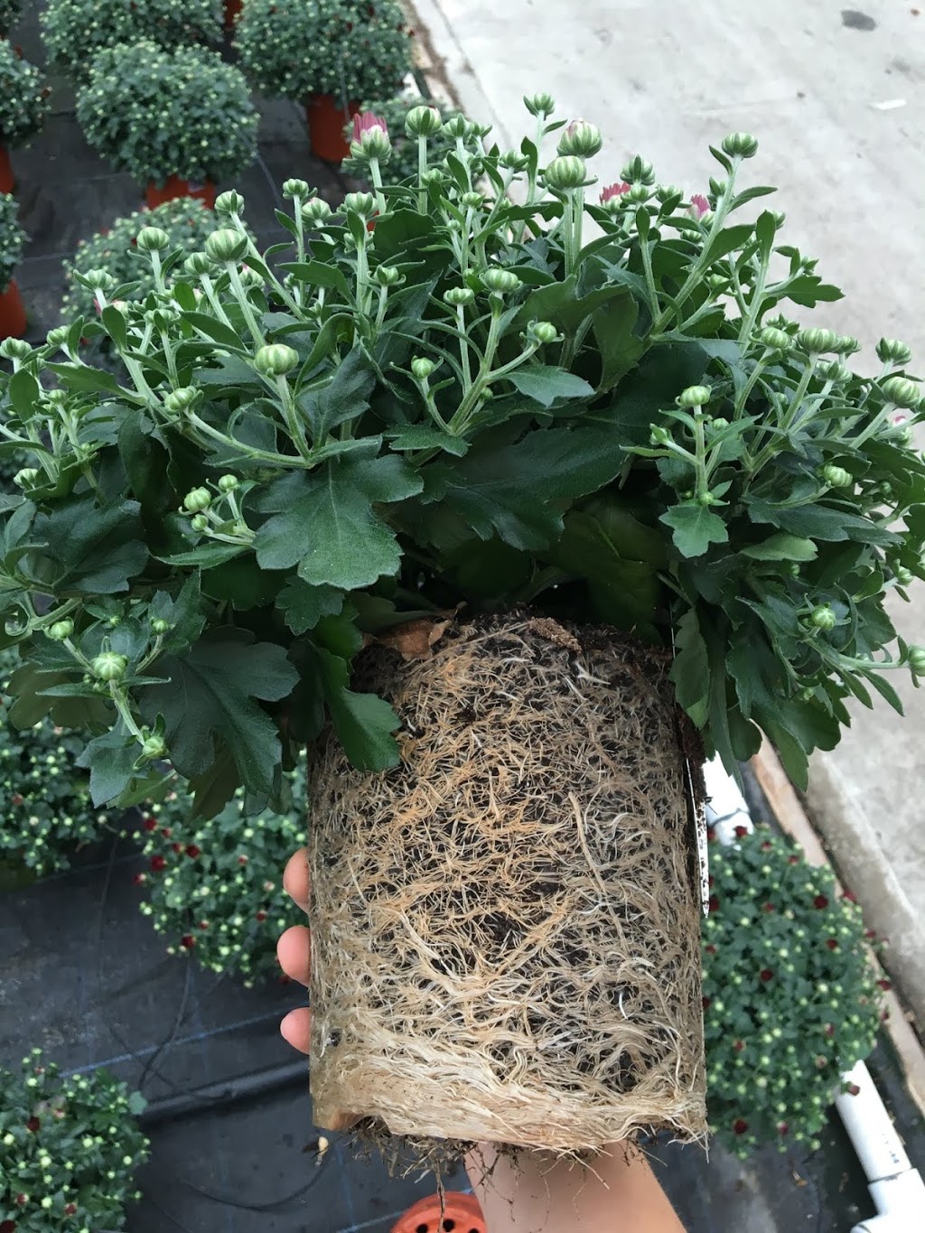 West Creek Farms Ltd | 25044 88 Ave, Langley City, BC V1M 3N9, Canada | Phone: (604) 888-3426