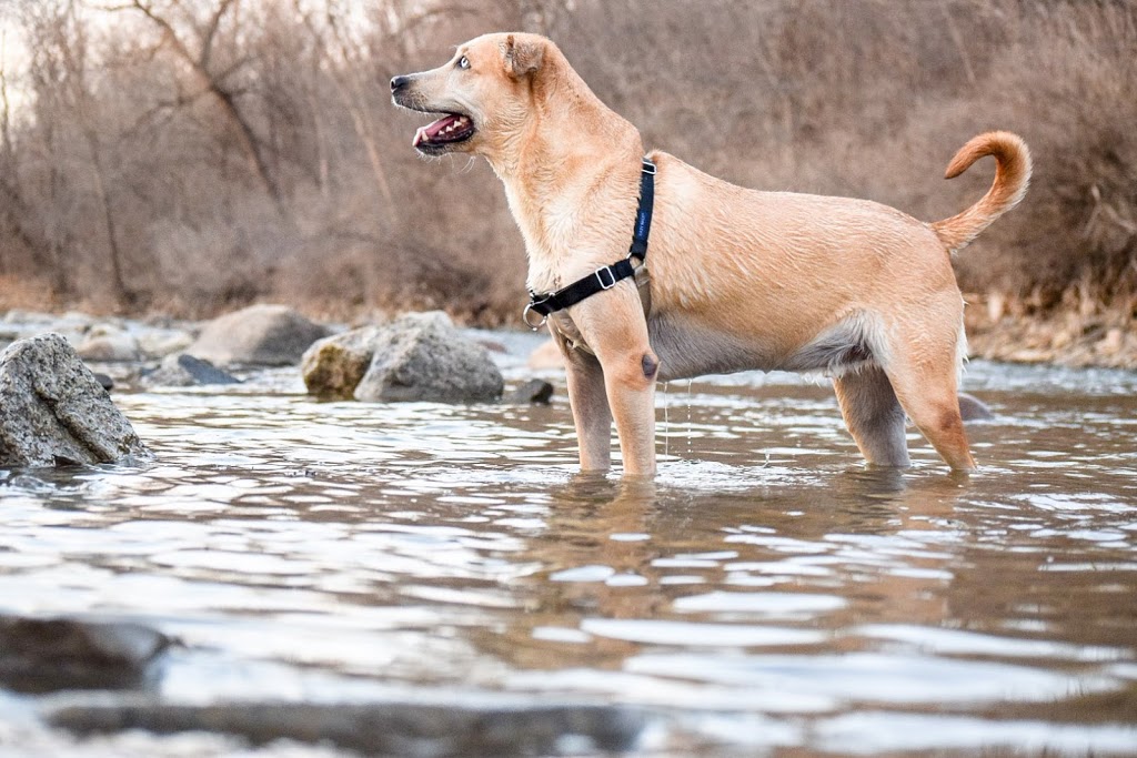 Etobicoke Creek Offleash Dog Park | South of Dundas, Southcreek Rd, Mississauga, ON L4X 1L9, Canada