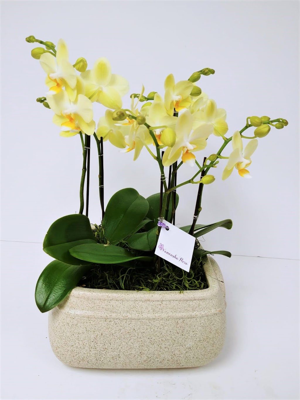 Vanousha Flora | 4364 W 10th Ave, Vancouver, BC V6R 2H7, Canada | Phone: (604) 423-4744