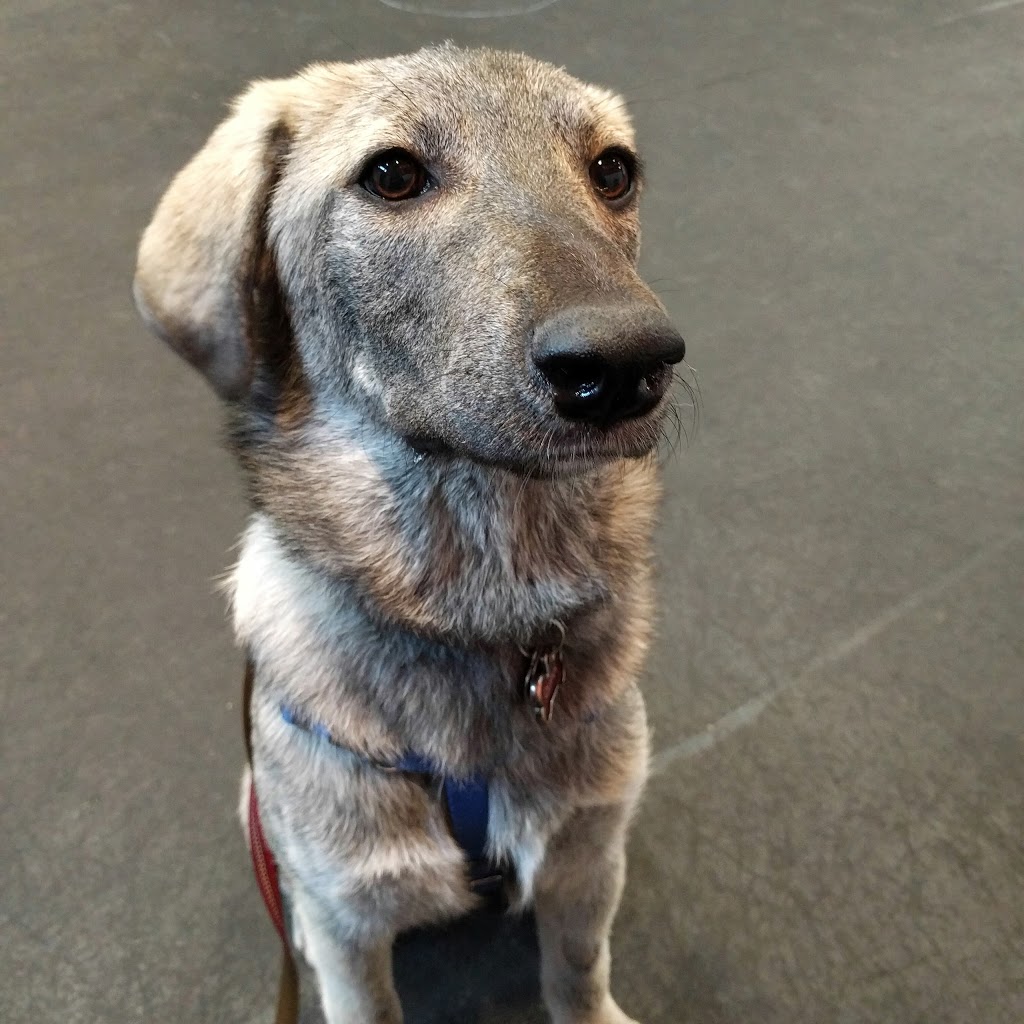 Woofs n Wags Dog Daycare | 491 St Annes Rd, Winnipeg, MB R2M 3C8, Canada | Phone: (204) 255-9247