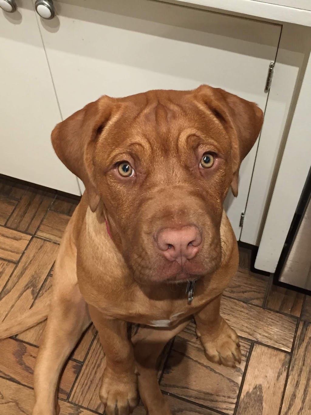Calgary West Animal Hospital | 921 37 St SW, Calgary, AB T3C 1S4, Canada | Phone: (403) 246-8386