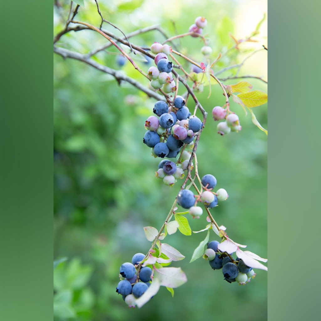 Bleuetière de Lotbinière | 35 Chem. de Lotbinière, Bromont, QC J2L 1G9, Canada | Phone: (514) 718-9723