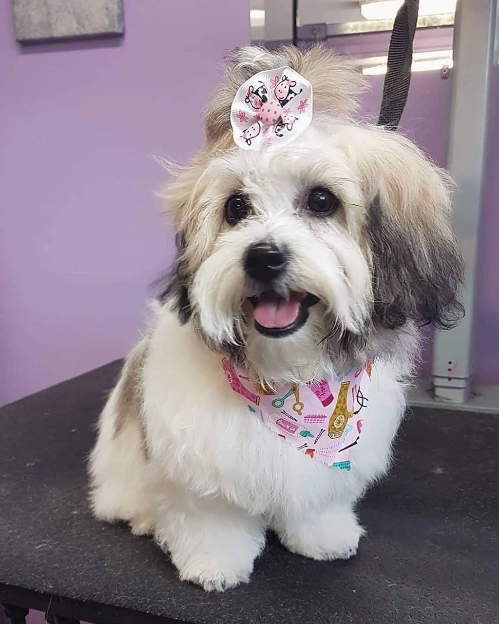 Royal Pet Spa | 140 Thorold Rd, Welland, ON L3C 3V5, Canada | Phone: (905) 735-7297