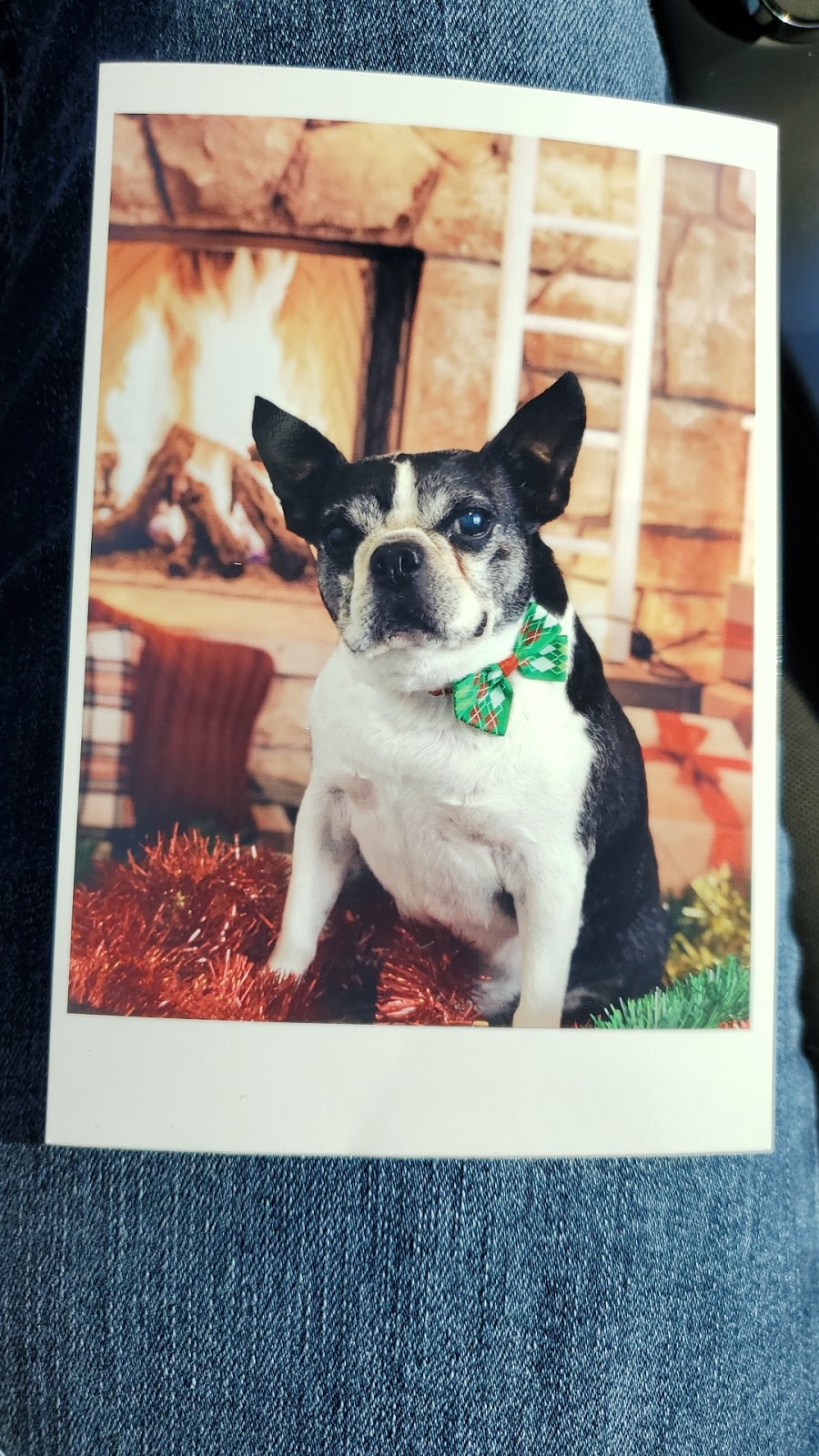 Bark! Grooming Boutique | 2651 Trulls Rd, Courtice, ON L1E 2N3, Canada | Phone: (905) 429-2275